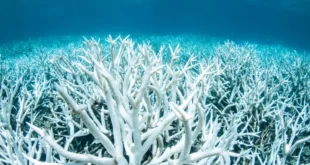 Coral Bleaching: Greet Barrier Reef Australia