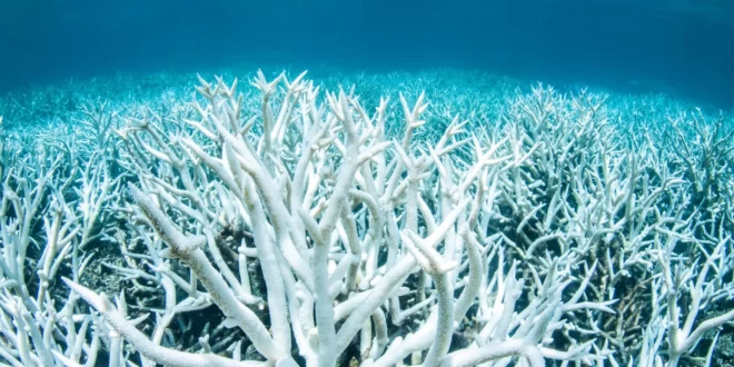 Coral Bleaching: Greet Barrier Reef Australia